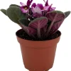 Novelty African Violet Live Plant - 4 inch Pot - Continuous Blooms - Image 1