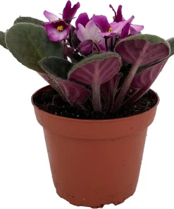 Novelty African Violet Live Plant - 4 inch Pot - Continuous Blooms - Image 1