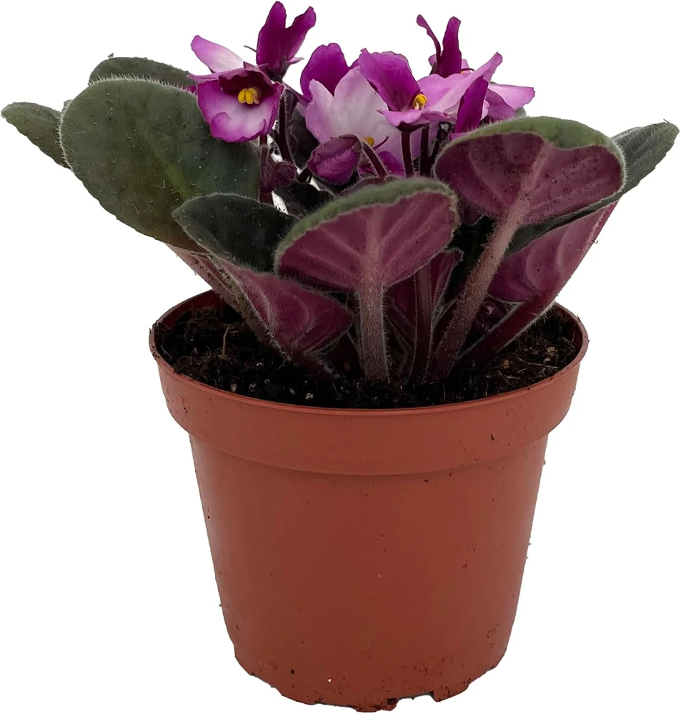 Novelty African Violet Live Plant - 4 inch Pot - Continuous Blooms - Image 1