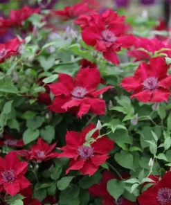 Nubia Clematis Vine Live Plant - Crimson Flowers - 2.5" Pot - Outdoor - Image 2