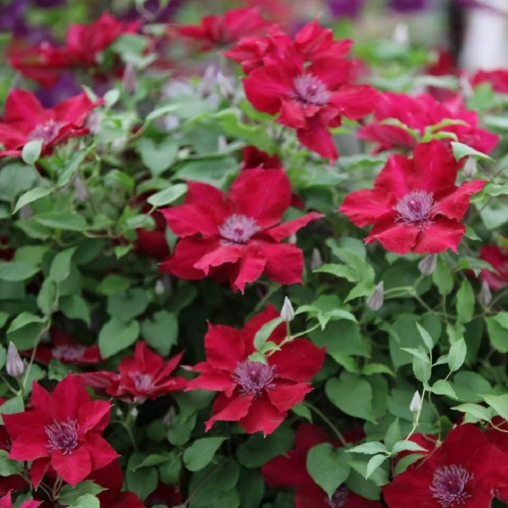 Nubia Clematis Vine Live Plant - Crimson Flowers - 2.5" Pot - Outdoor - Image 1