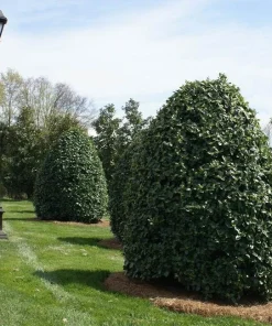 Oak Leaf Holly Live Plant - Evergreen Shrub for Privacy Screen, 4 inch pot, 6-12 inches tall - Image 2