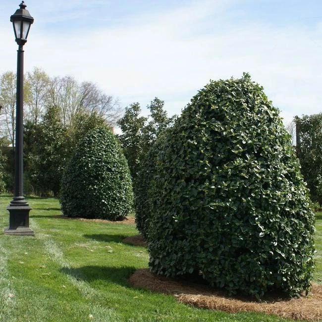 Oak Leaf Holly Live Plant - Evergreen Shrub for Privacy Screen, 4 inch pot, 6-12 inches tall - Image 2