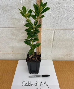Oak Leaf Holly Live Plant - Evergreen Shrub for Privacy Screen, 4 inch pot, 6-12 inches tall - Image 3