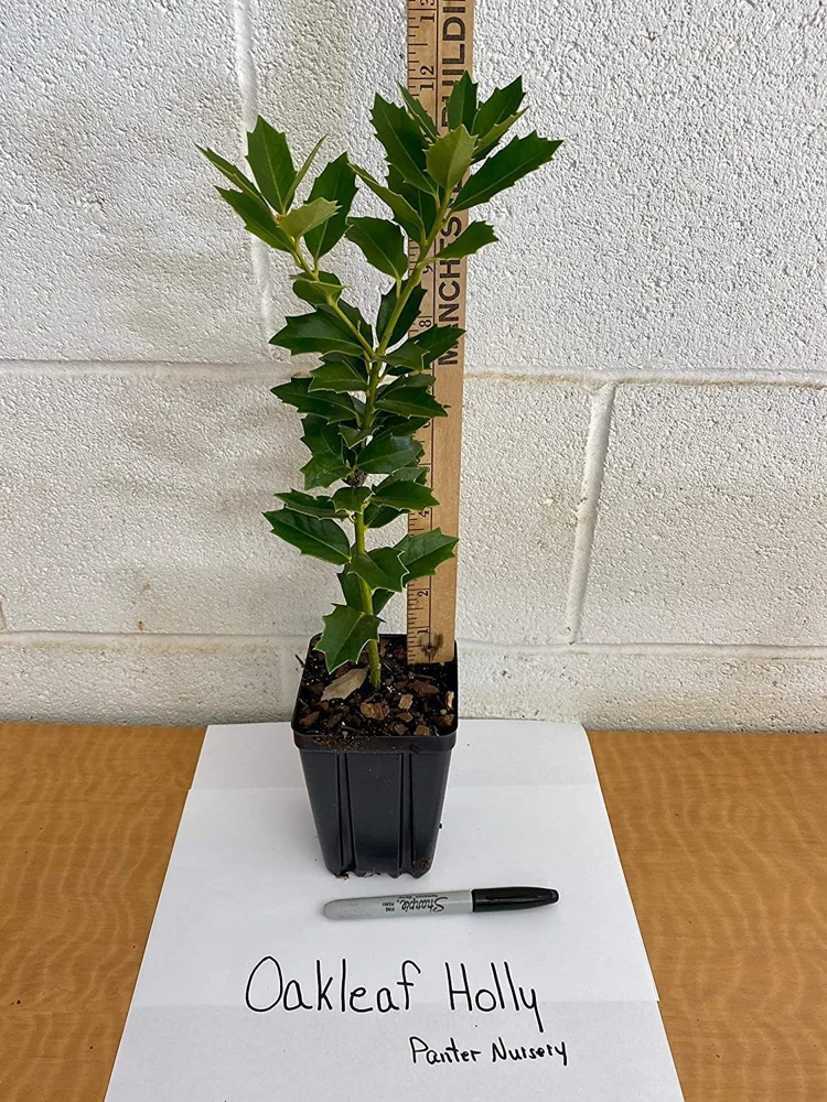 Oak Leaf Holly Live Plant - Evergreen Shrub for Privacy Screen, 4 inch pot, 6-12 inches tall - Image 3