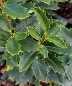 Oak Leaf Holly Live Plant - Evergreen Shrub for Privacy Screen, 4 inch pot, 6-12 inches tall - Image 4