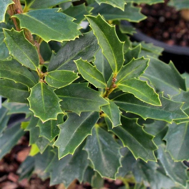 Oak Leaf Holly Live Plant - Evergreen Shrub for Privacy Screen, 4 inch pot, 6-12 inches tall - Image 4
