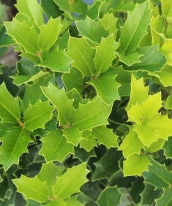 Oak Leaf Holly Live Plant - Evergreen Shrub for Privacy Screen, 4 inch pot, 6-12 inches tall - Image 5