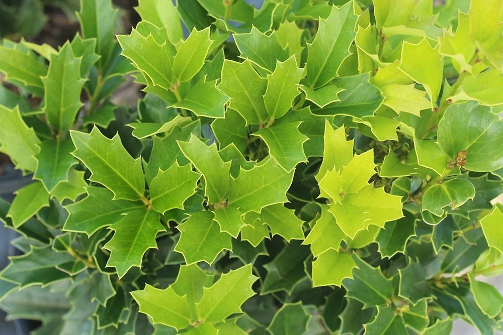 Oak Leaf Holly Live Plant - Evergreen Shrub for Privacy Screen, 4 inch pot, 6-12 inches tall - Image 5