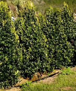 Oak Leaf Holly Live Plant - Evergreen Shrub for Privacy Screen, 4 inch pot, 6-12 inches tall - Image 6