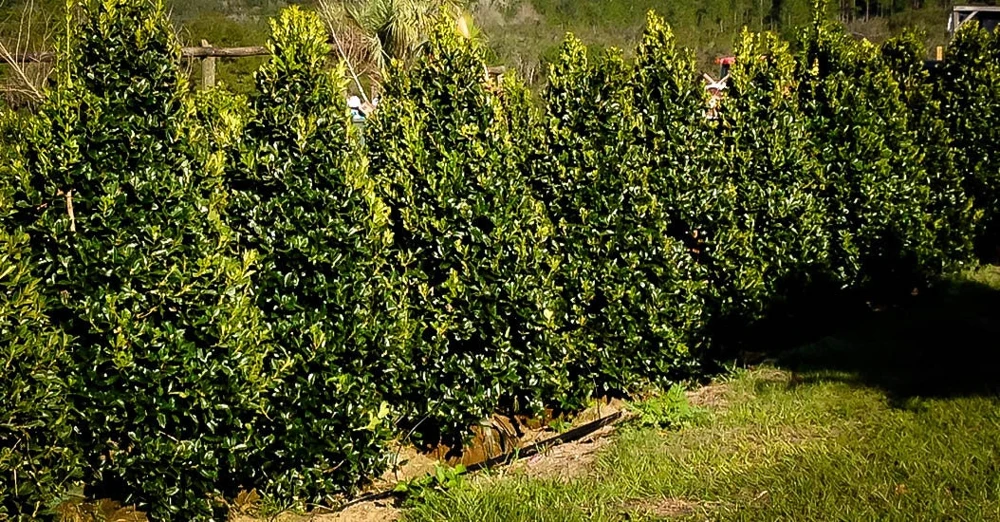 Oak Leaf Holly Live Plant - Evergreen Shrub for Privacy Screen, 4 inch pot, 6-12 inches tall - Image 6