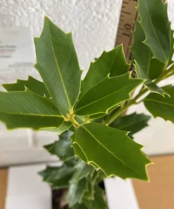 Oak Leaf Holly Live Plant - Evergreen Shrub for Privacy Screen, 4 inch pot, 6-12 inches tall - Image 7