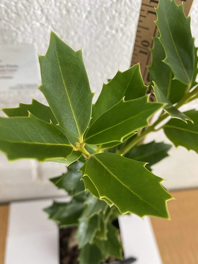 Oak Leaf Holly Live Plant - Evergreen Shrub for Privacy Screen, 4 inch pot, 6-12 inches tall - Image 7