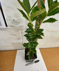 Oak Leaf Holly Live Plant - Evergreen Shrub for Privacy Screen, 4 inch pot, 6-12 inches tall - Image 8