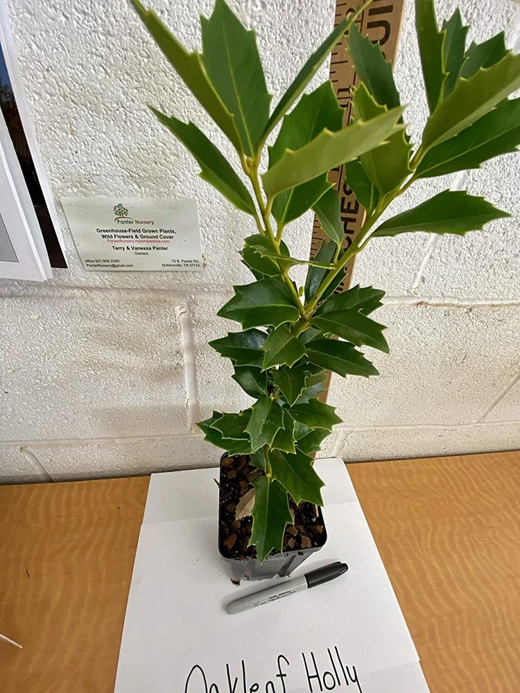 Oak Leaf Holly Live Plant - Evergreen Shrub for Privacy Screen, 4 inch pot, 6-12 inches tall - Image 8