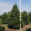 Oak Leaf Holly Live Plant - Evergreen Shrub for Privacy Screen, 4 inch pot, 6-12 inches tall - Image 1