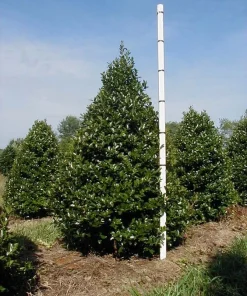 Oak Leaf Holly Live Plant - Evergreen Shrub for Privacy Screen, 4 inch pot, 6-12 inches tall - Image 1