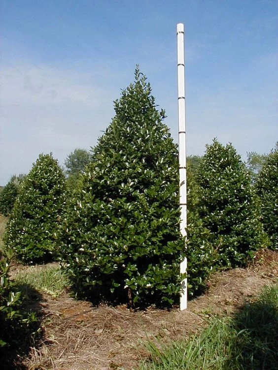 Oak Leaf Holly Live Plant - Evergreen Shrub for Privacy Screen, 4 inch pot, 6-12 inches tall - Image 1