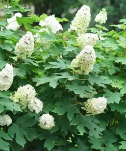 Oakleaf Hydrangea Gatsby Glow Ball Live Plant – 4 inch Pot – White Flowers Outdoor Shrub - Image 2