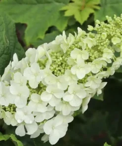 Oakleaf Hydrangea Gatsby Glow Ball Live Plant – 4 inch Pot – White Flowers Outdoor Shrub - Image 3
