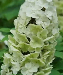 Oakleaf Hydrangea Gatsby Glow Ball Live Plant – 4 inch Pot – White Flowers Outdoor Shrub - Image 4
