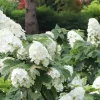 Oakleaf Hydrangea Gatsby Glow Ball Live Plant – 4 inch Pot – White Flowers Outdoor Shrub - Image 1