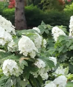 Oakleaf Hydrangea Gatsby Glow Ball Live Plant – 4 inch Pot – White Flowers Outdoor Shrub - Image 1