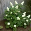 Oakleaf Hydrangea Live Plant - 4 inch Pot - White Blooming Shrub - Image 1
