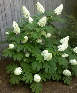 Oakleaf Hydrangea Live Plant - 4 inch Pot - White Blooming Shrub - Image 1