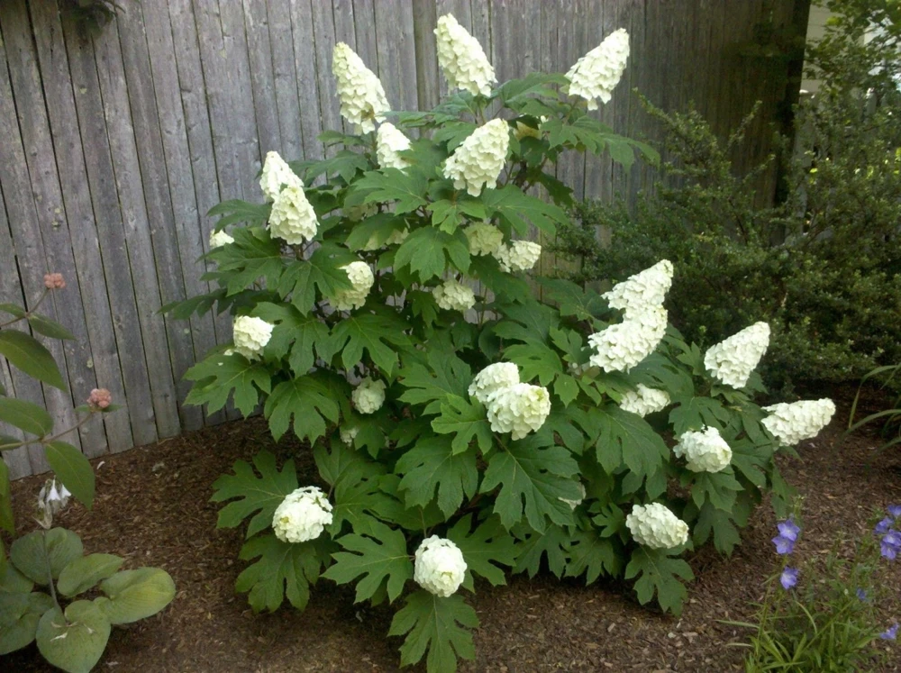 Oakleaf Hydrangea Live Plant - 4 inch Pot - White Blooming Shrub - Image 1