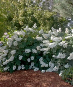 Oakleaf Hydrangea Live Plant - 4 inch Pot - White Blooming Shrub - Image 2