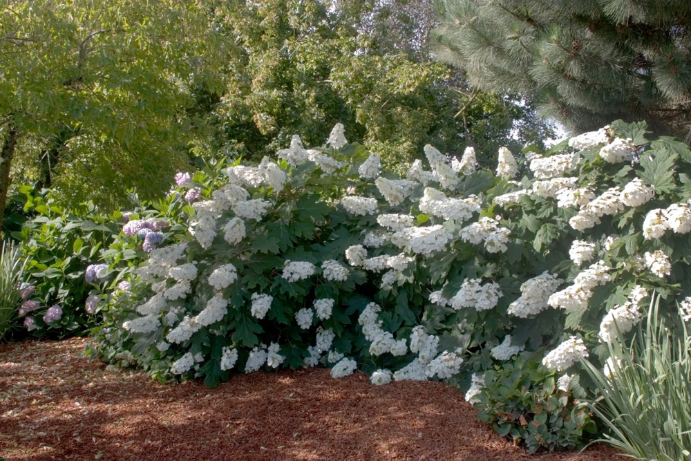 Oakleaf Hydrangea Live Plant - 4 inch Pot - White Blooming Shrub - Image 2