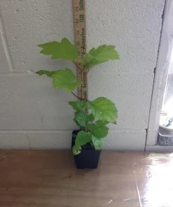 Oakleaf Hydrangea Live Plant - 4 inch Pot - White Blooming Shrub - Image 3