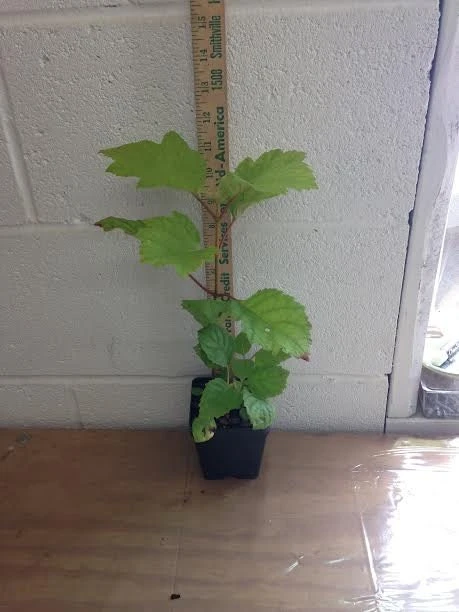 Oakleaf Hydrangea Live Plant - 4 inch Pot - White Blooming Shrub - Image 3
