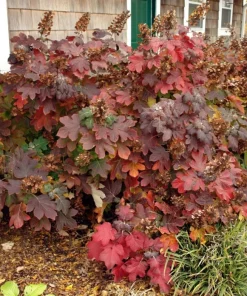 Oakleaf Hydrangea Live Plant - 4 inch Pot - White Blooming Shrub - Image 4