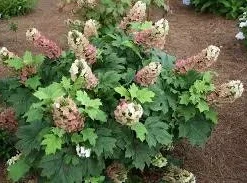 Oakleaf Hydrangea Live Plant - 4 inch Pot - White Blooming Shrub - Image 5