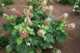 Oakleaf Hydrangea Live Plant - 4 inch Pot - White Blooming Shrub - Image 5