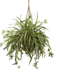 Ocean Spider Plant Live Plant - 2 Plants 2 Inch Pots - Indoor Air Purifier - Image 2