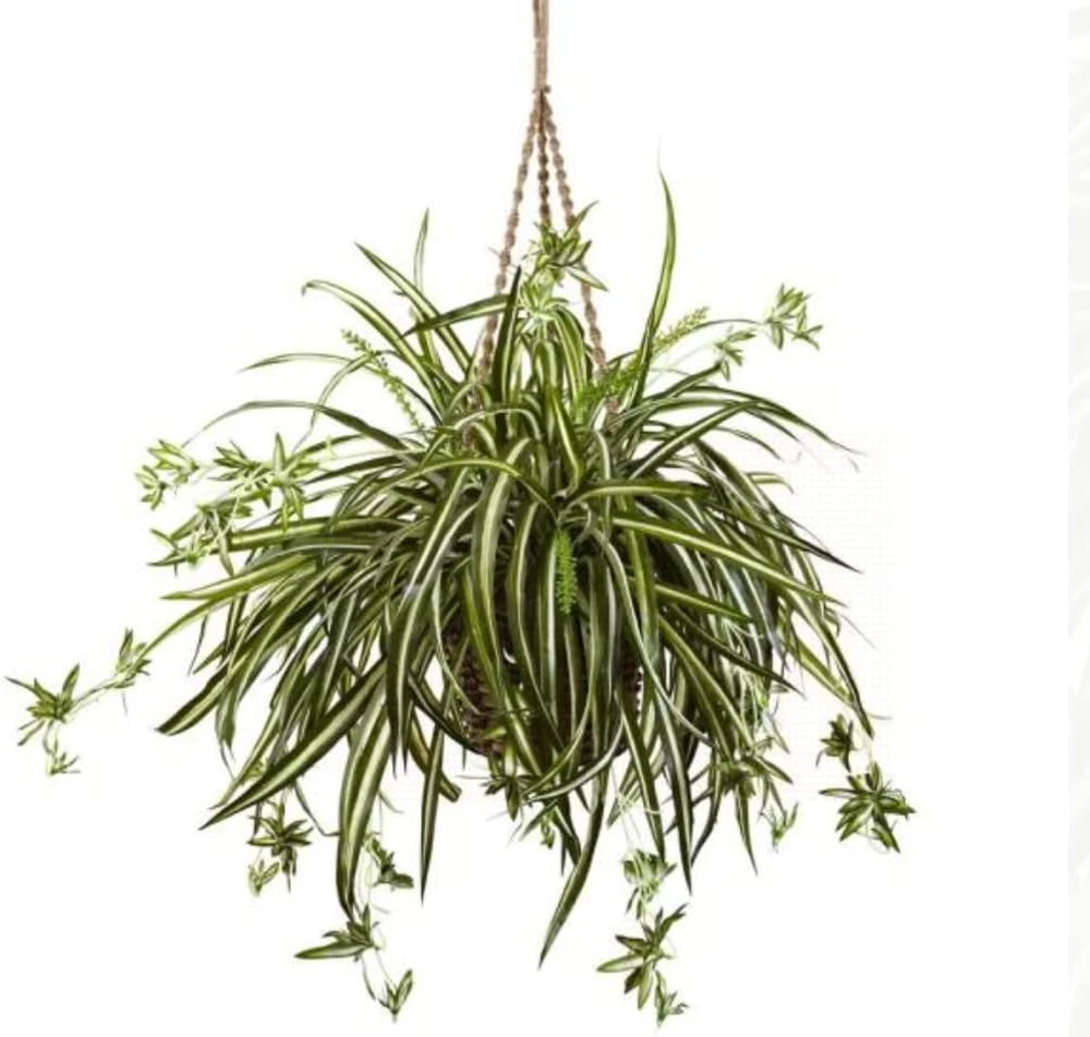 Ocean Spider Plant Live Plant - 2 Plants 2 Inch Pots - Indoor Air Purifier - Image 2