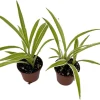 Ocean Spider Plant Live Plant - 2 Plants 2 Inch Pots - Indoor Air Purifier - Image 1