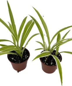 Ocean Spider Plant Live Plant - 2 Plants 2 Inch Pots - Indoor Air Purifier - Image 1