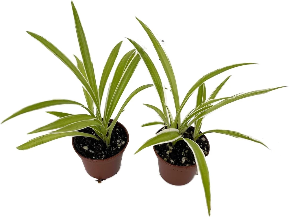 Ocean Spider Plant Live Plant - 2 Plants 2 Inch Pots - Indoor Air Purifier - Image 1