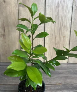 Ochna serrulata, mickey mouse plant in 4