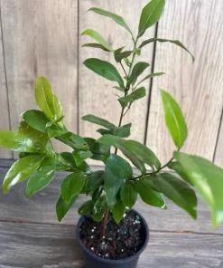 Ochna serrulata, mickey mouse plant in 4