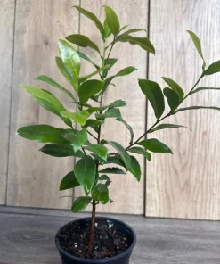 Ochna serrulata, mickey mouse plant in 4