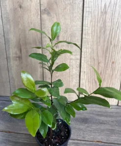 Ochna serrulata, mickey mouse plant in 4