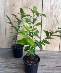 Ochna serrulata, mickey mouse plant in 4