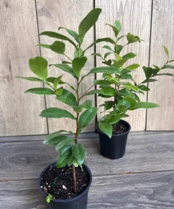Ochna serrulata, mickey mouse plant in 4
