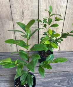 Ochna serrulata, mickey mouse plant in 4
