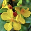 Ochna serrulata, mickey mouse plant in 4" Pot - Image 1